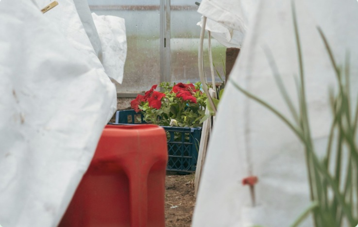 Фото урожая в теплицах